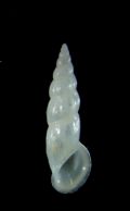 Rissoa&nbsp;auriscalpium